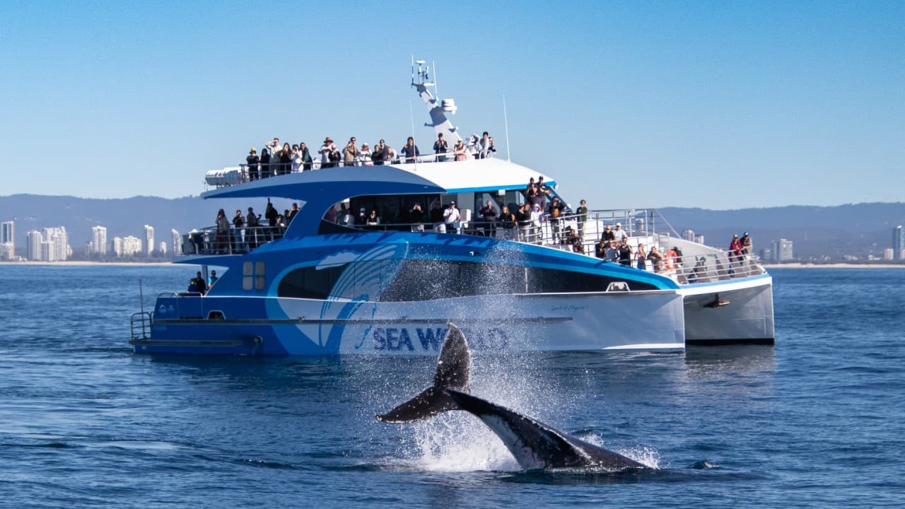 Gold Coast Whale Watching Cruise aboard Sea World Cruises - تصویر اصلی