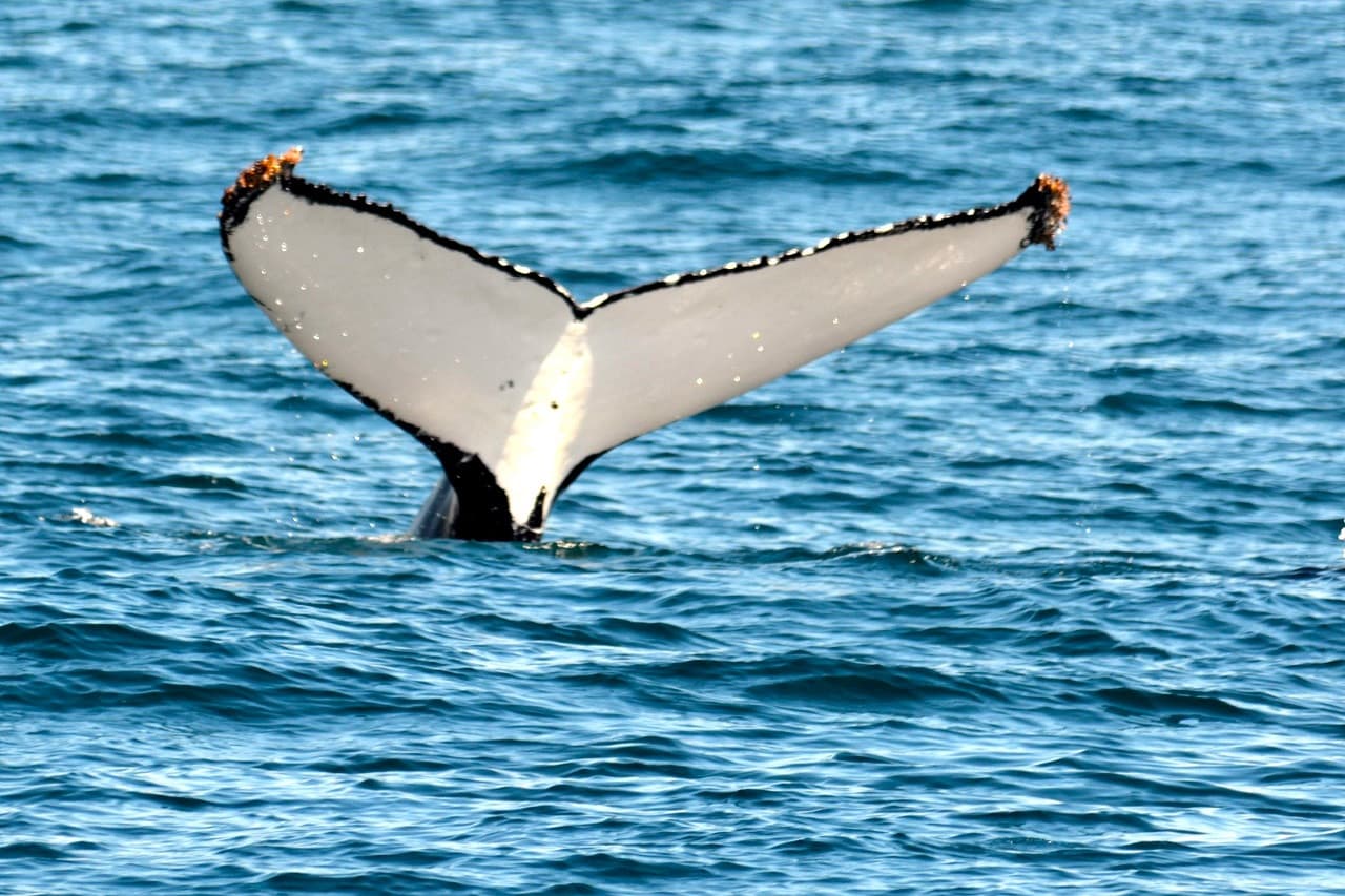 Sydney Whale Watching Cruise with Breakfast or Lunch with Sydney Princess Cruises - تصویر 14