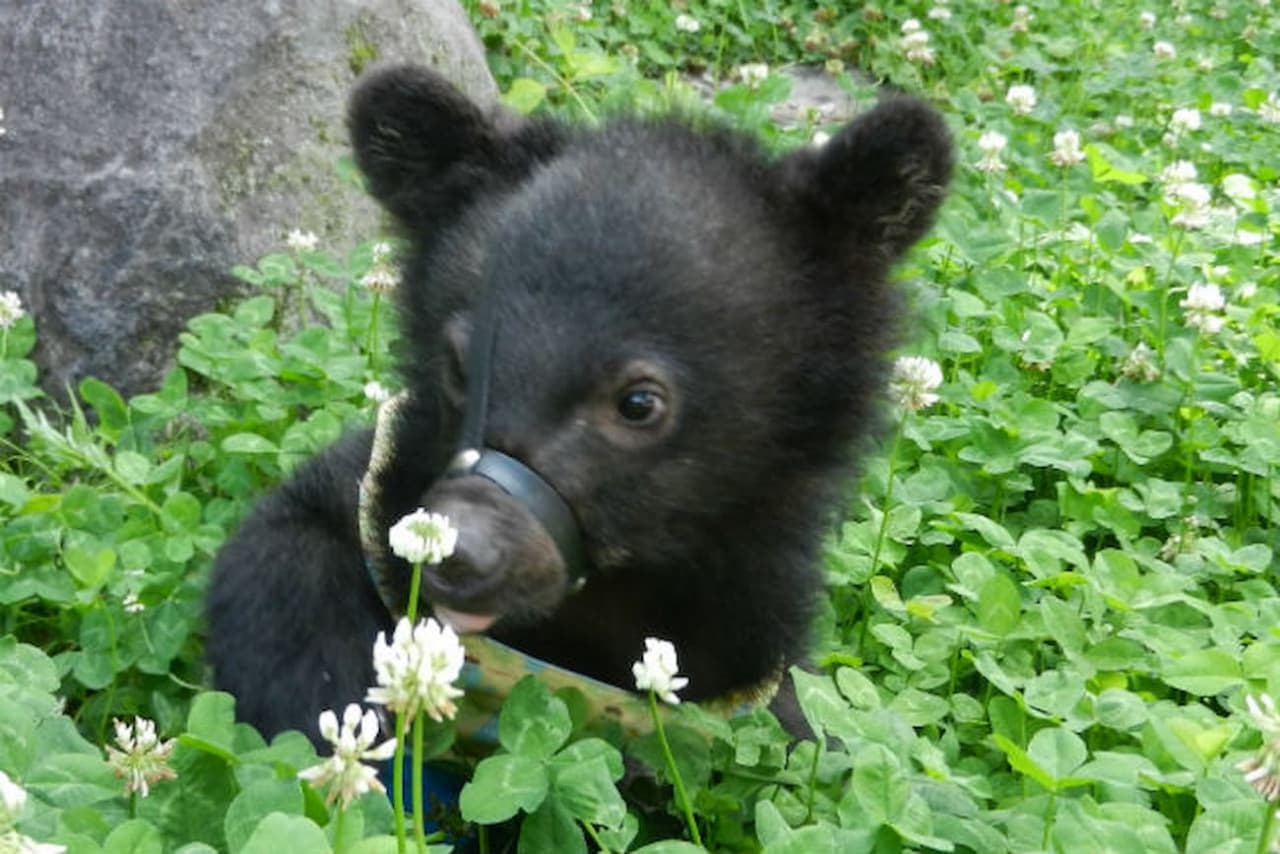Gifu Okuhida Bears Park Ticket - تصویر 2