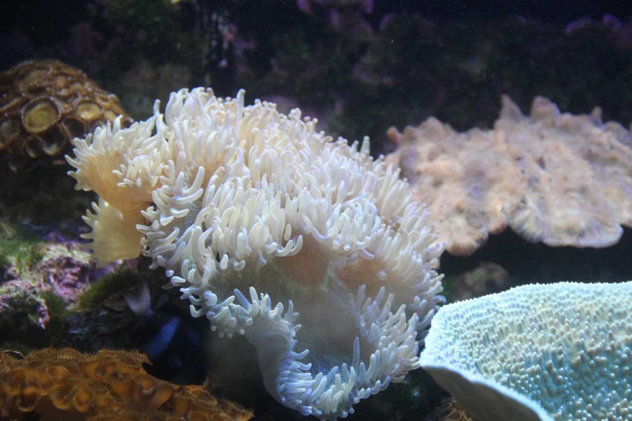 Underwater World Langkawi Ticket - تصویر 6
