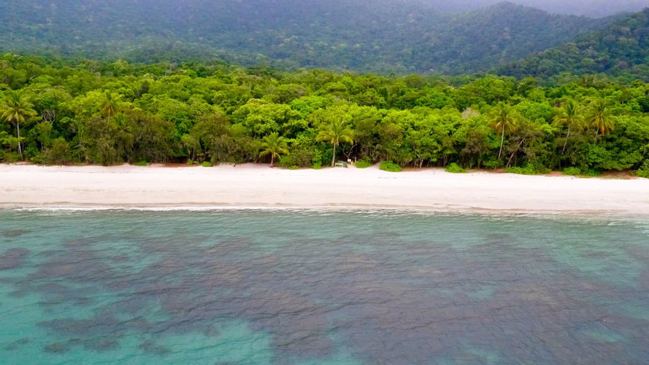 Cape Tribulation and Daintree Wilderness Full-Day Tour - تصویر 10