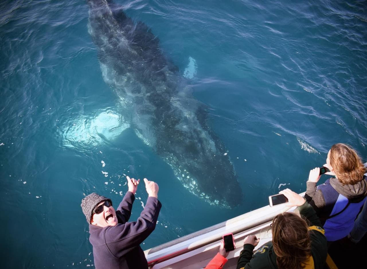 Wilsons Promontory Whale Watching Sightseeing Cruise - تصویر اصلی