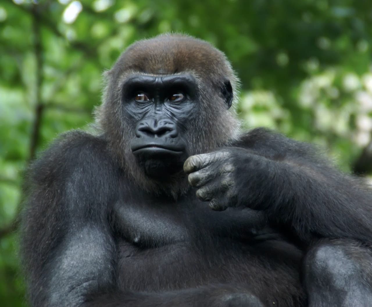 Bronx Zoo - تصویر 7