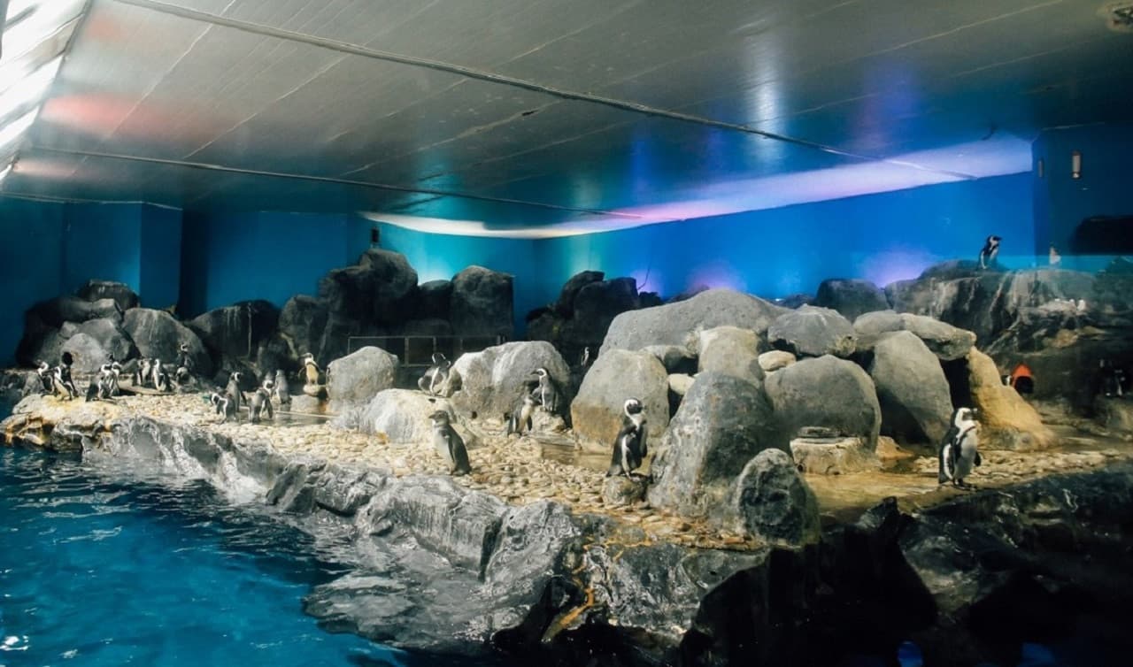 Underwater World Langkawi Ticket - تصویر 11
