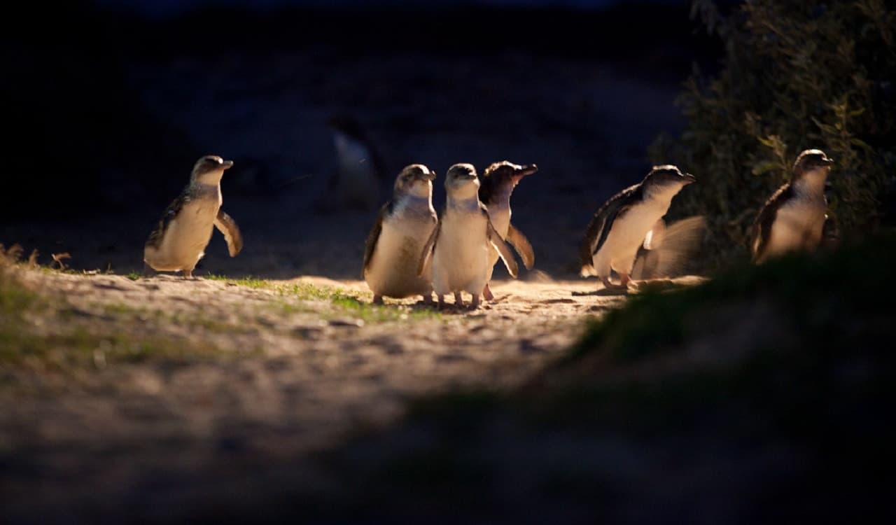 Phillip Island Nature Parks - Penguin Parade Ticket - تصویر 7