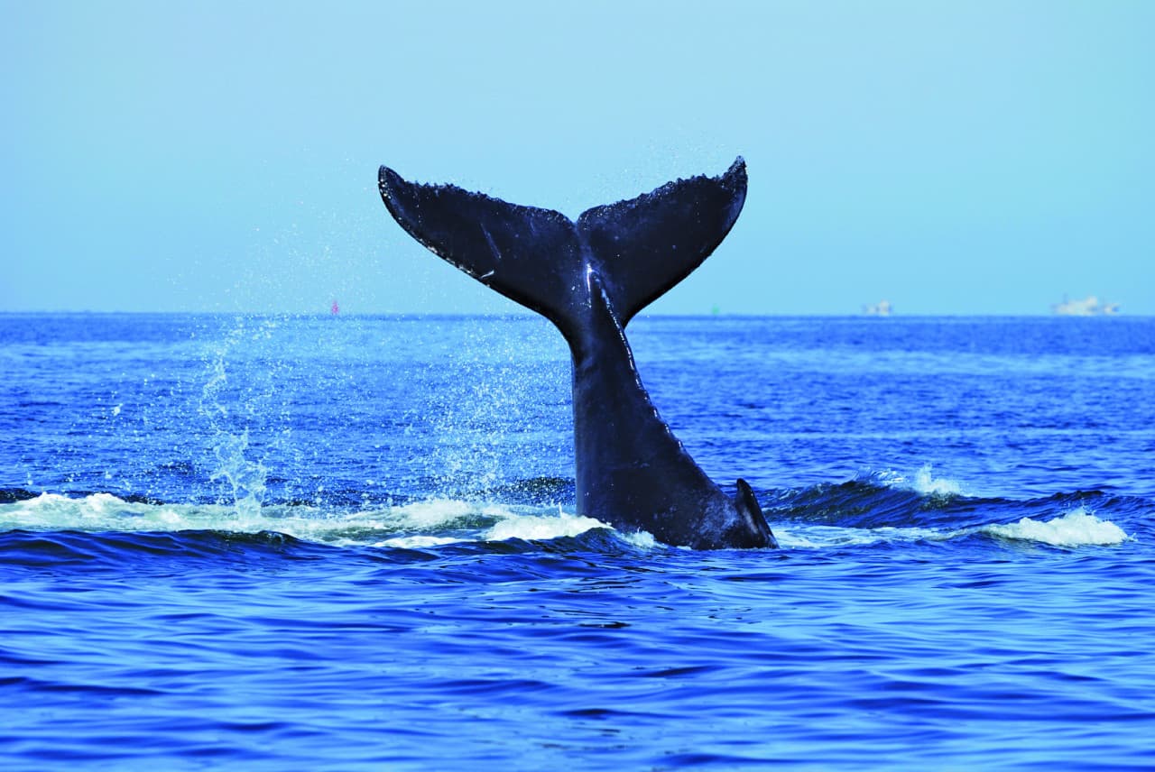 Sydney Whale Watching Cruise with Breakfast or Lunch with Sydney Princess Cruises - تصویر 5