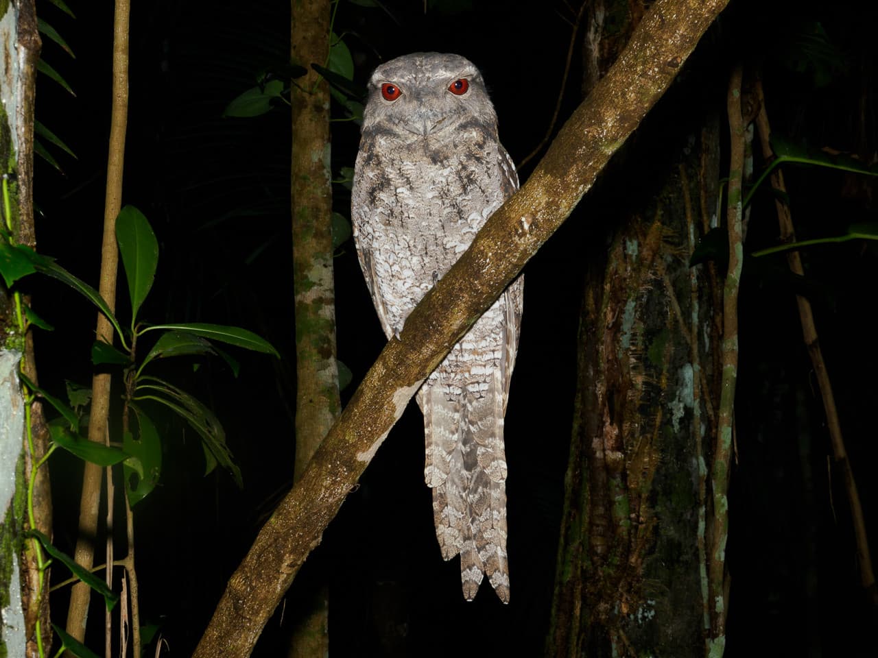 Cairns Botanic Gardens Night Walk Experience - تصویر 5