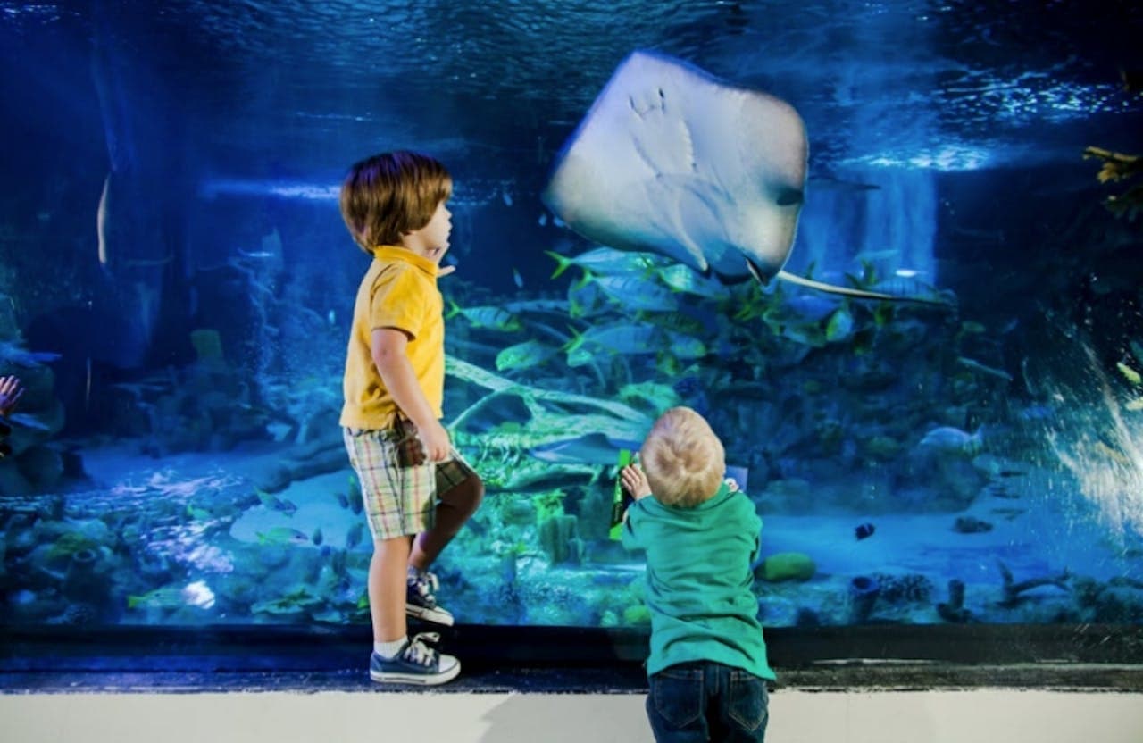 SEA LIFE New Jersey Aquarium Ticket - تصویر 4