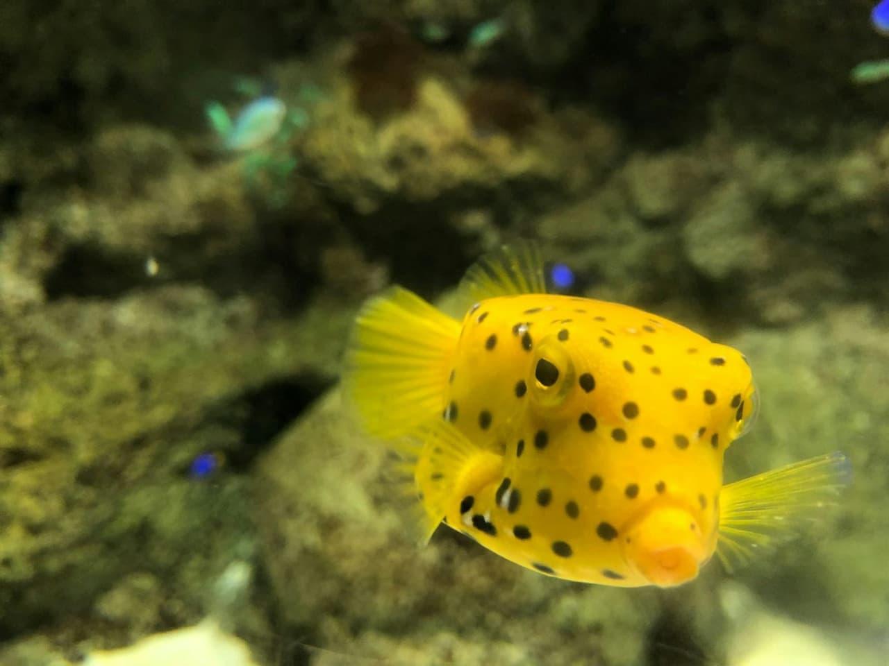 Lanzarote Aquarium Ticket - تصویر 6