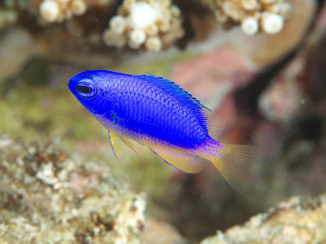 Okinawa Miyakojima Undersea Park - تصویر 6
