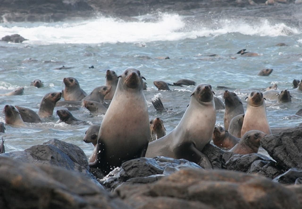 Phillip Island Seal Watching Cruise - تصویر اصلی