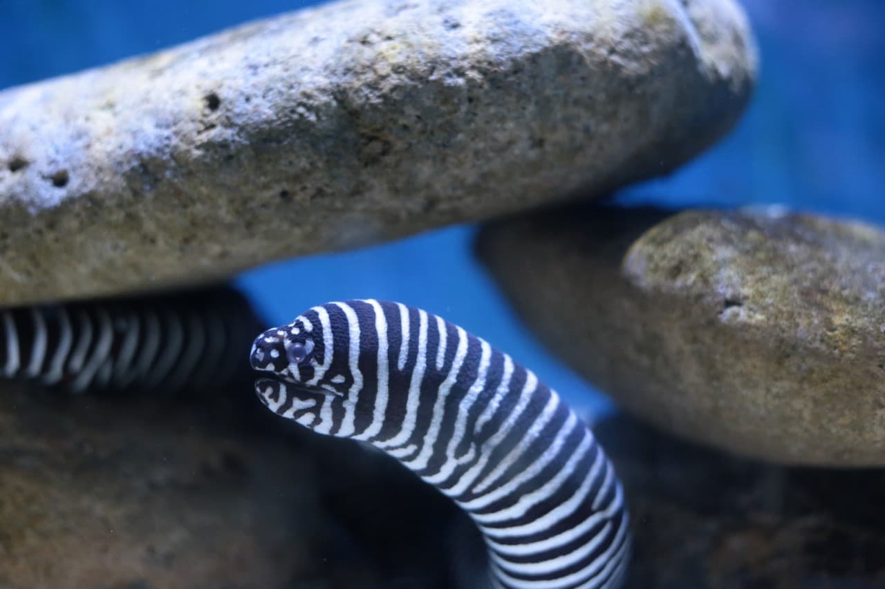 Underwater World Langkawi Ticket - تصویر 16