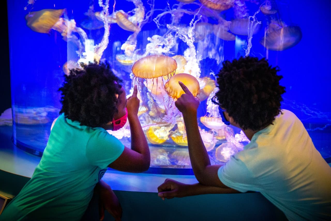 Skip The Line Ticket - Aquarium of the Pacific - تصویر اصلی