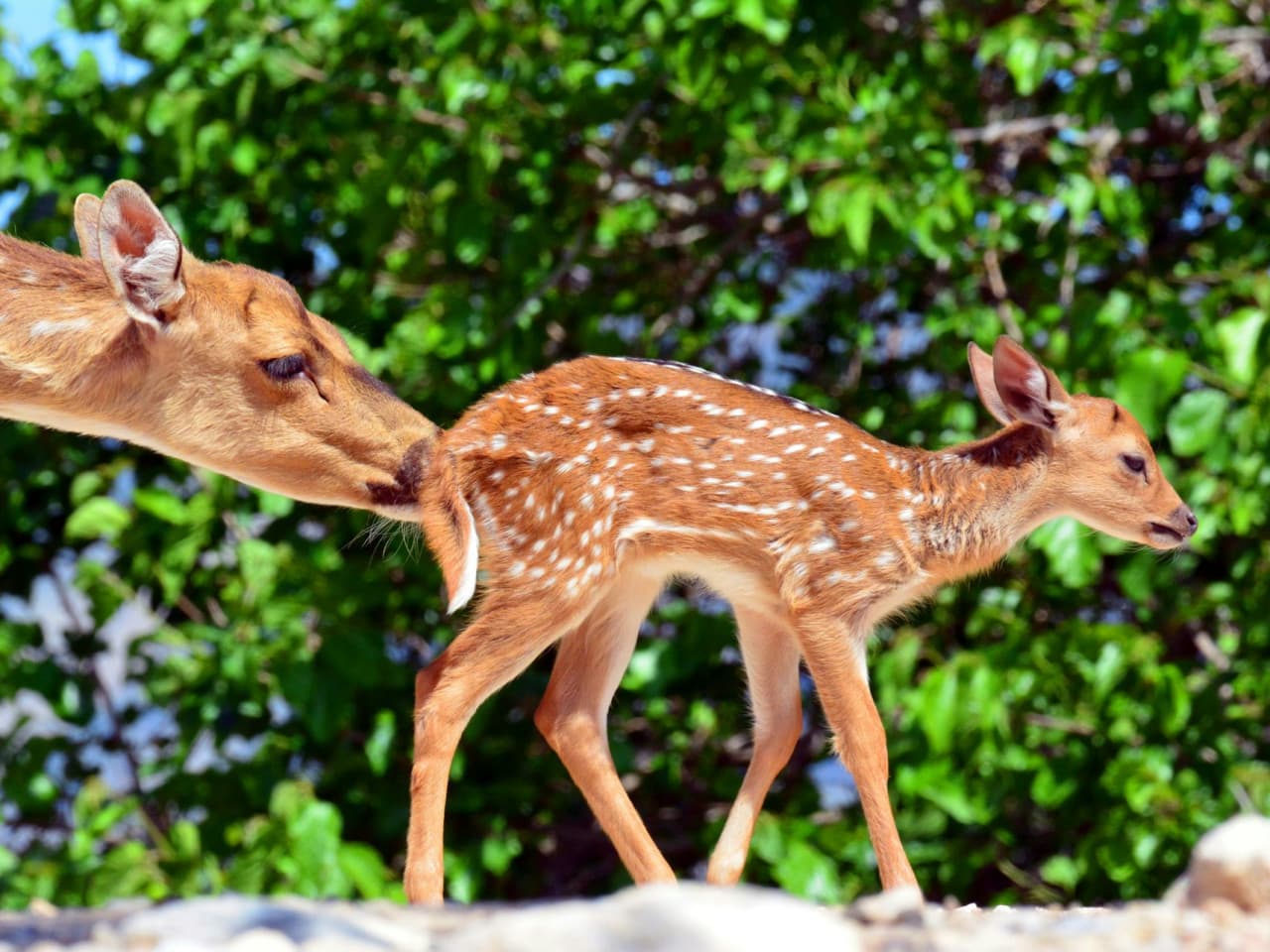 Terra Natura Benidorm: Entry Ticket - تصویر 6