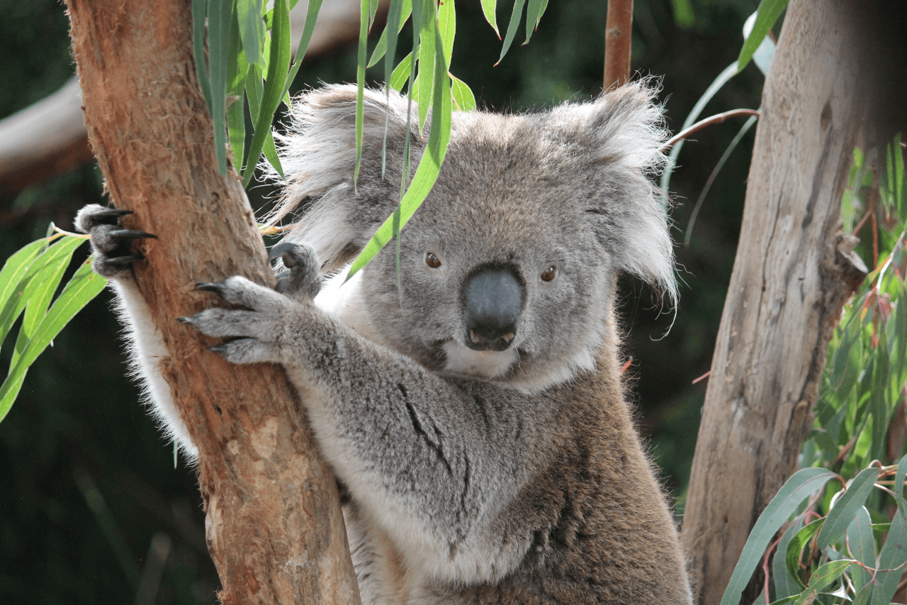 Moonlit Sanctuary Wildlife Conservation Park Ticket - تصویر 14