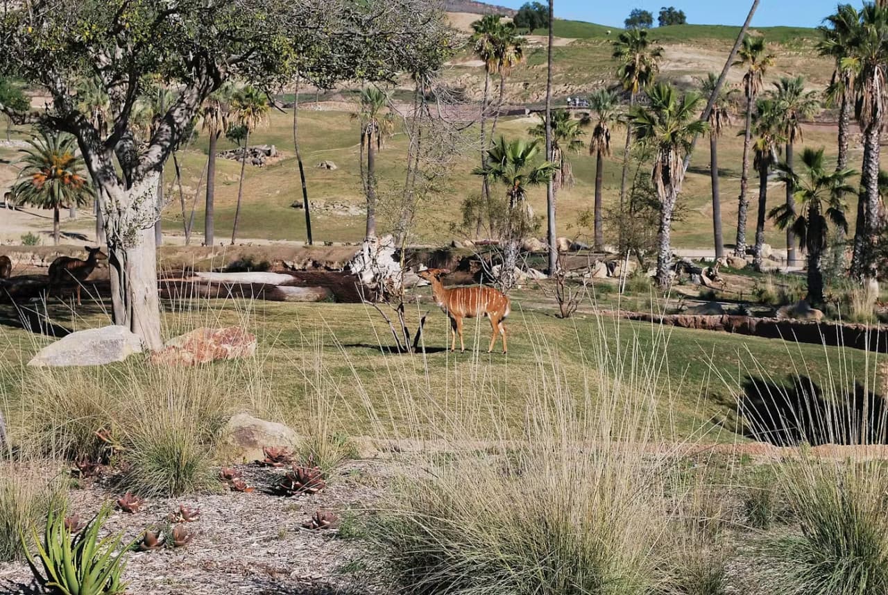 2-Visit Pass: San Diego Zoo + San Diego Zoo Safari Park Tickets - تصویر 14