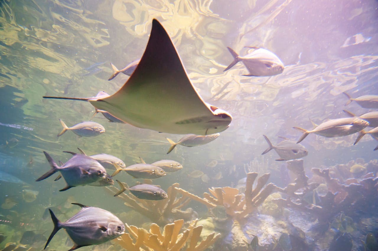 New England Aquarium Ticket - تصویر 9