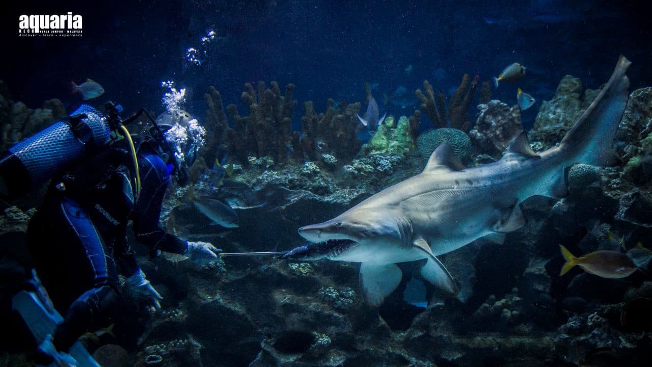 COMBO: Aquaria KLCC + Berjaya Times Square Theme Park Tickets - تصویر 5
