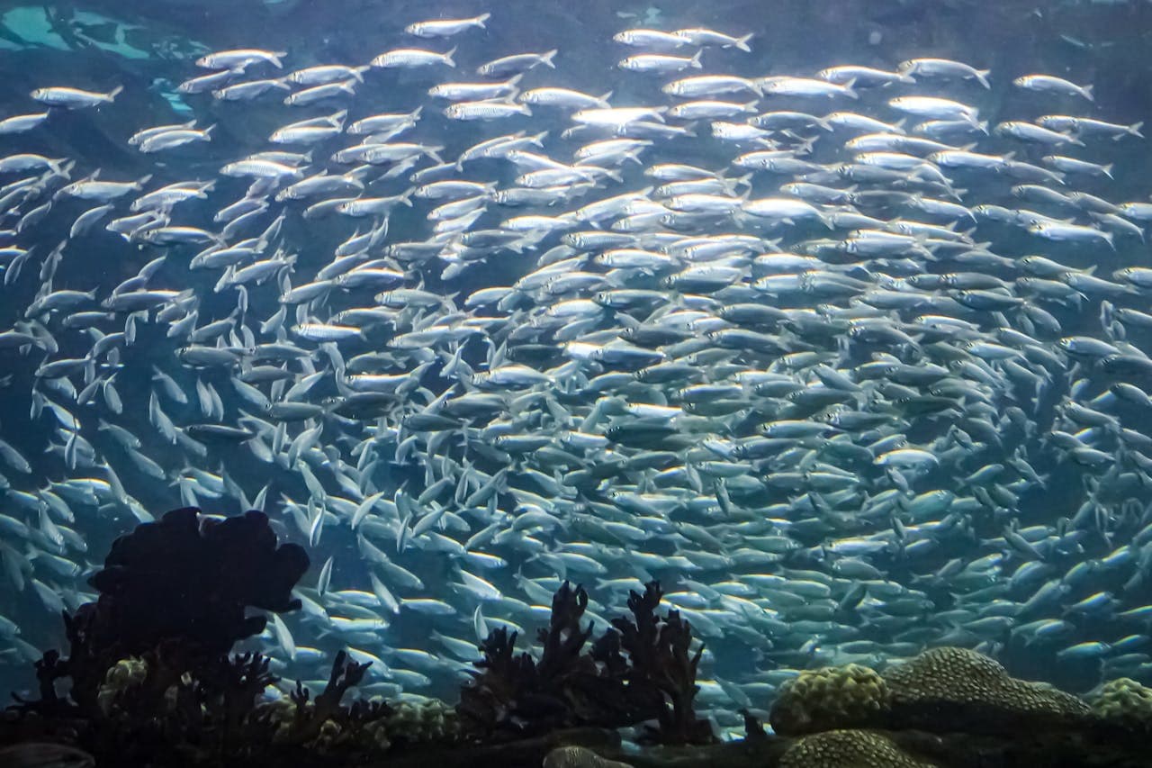 The Florida Aquarium Ticket - تصویر 6
