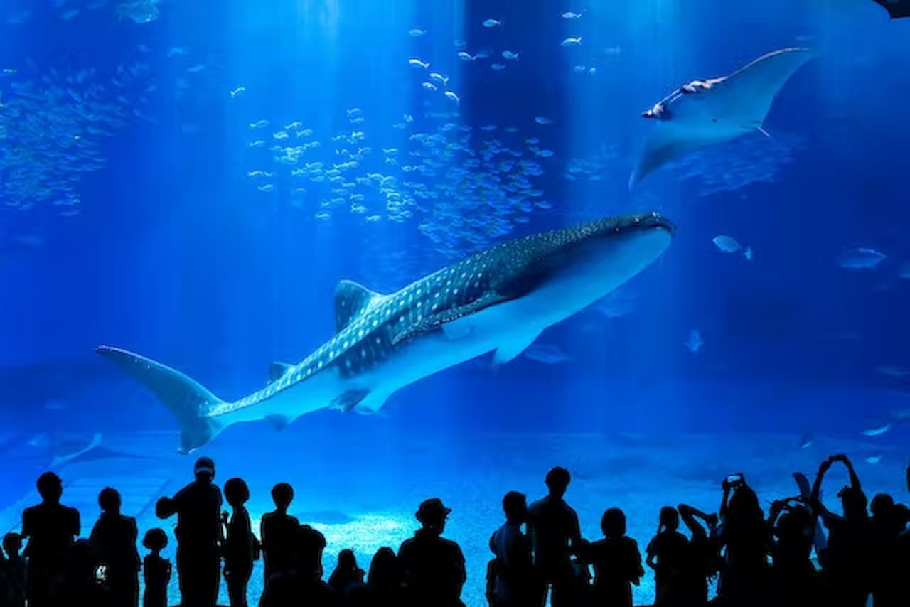 Okinawa Churaumi Aquarium Ticket - تصویر اصلی