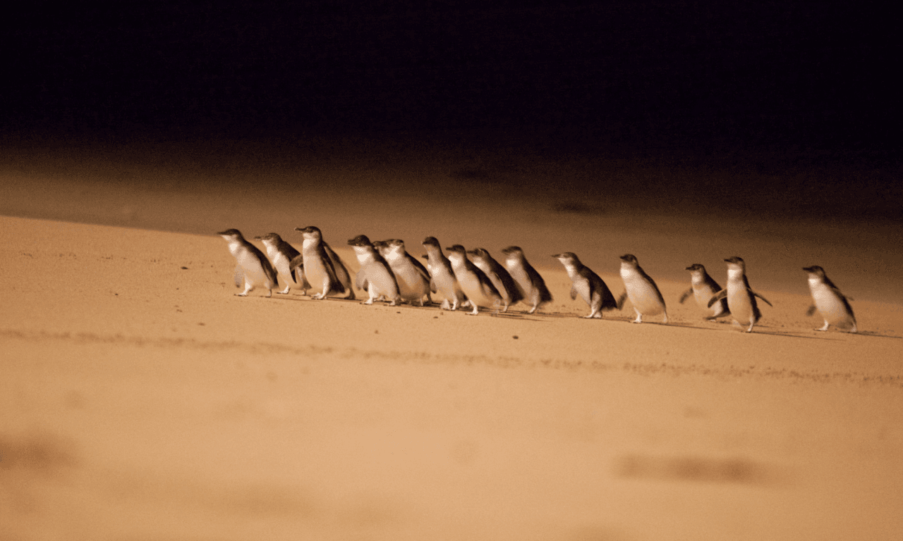 Melbourne City Discovery Tour with Penguin Parade - تصویر 4