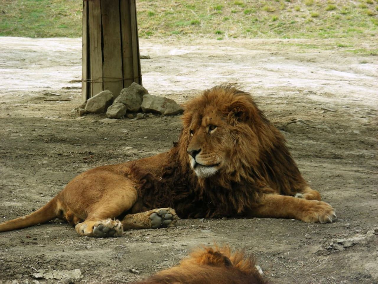 Gunma Safari Park Ticket - تصویر 9