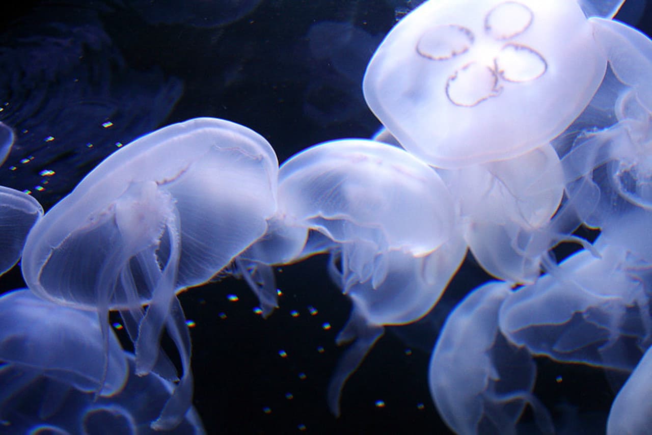 Aquarium of the Bay Ticket - تصویر 8