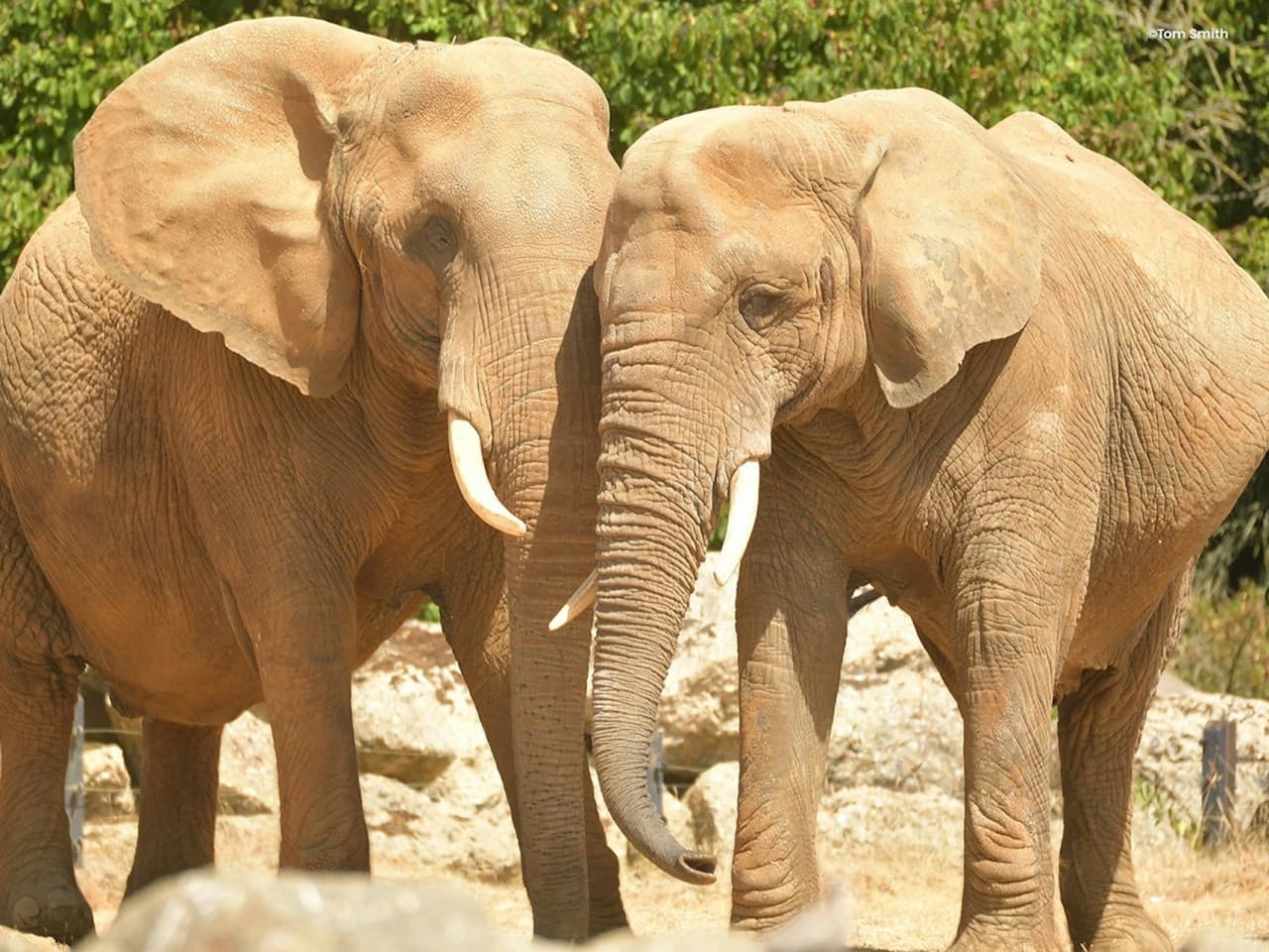 Colchester Zoo Ticket - تصویر 4