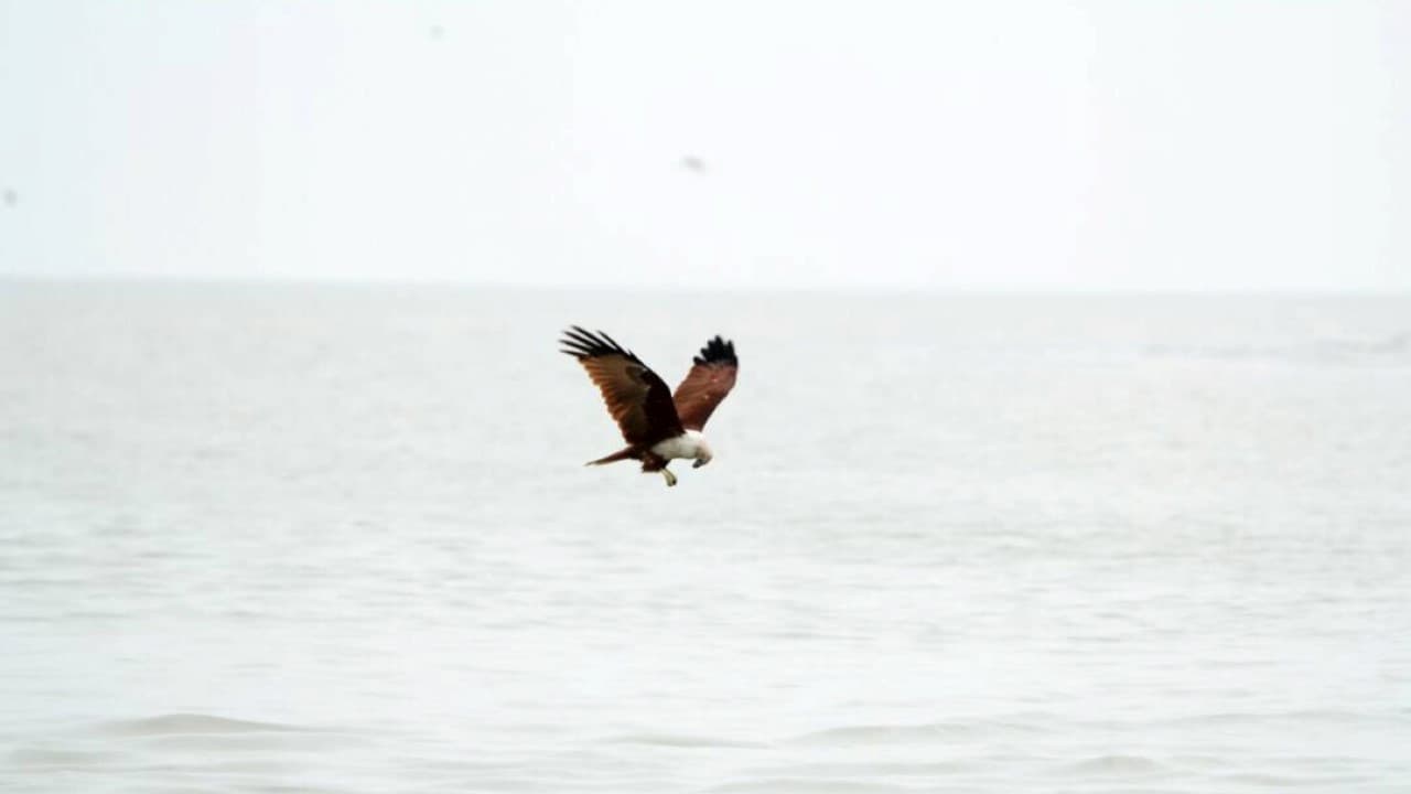 Eagle Watching Experience in Kuala Selangor - تصویر 5