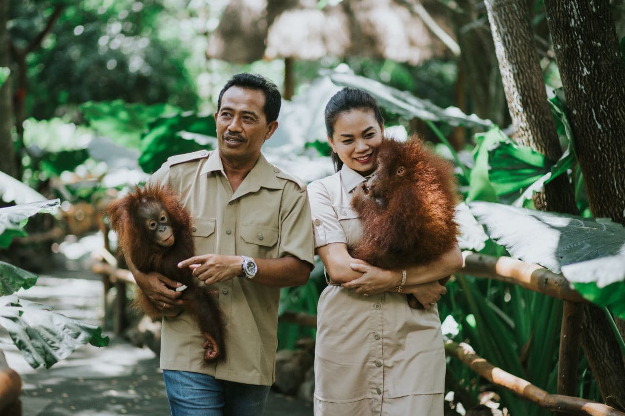 Lombok Wildlife Park Orangutan Interaction - تصویر 3