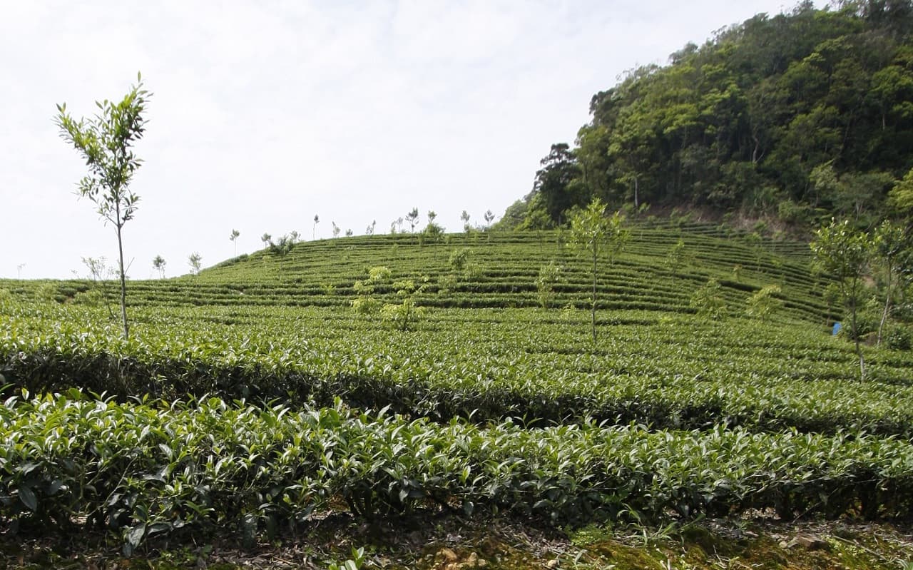 Thousand Island Lake and Pinglin Tea Plantation Tour - تصویر 6
