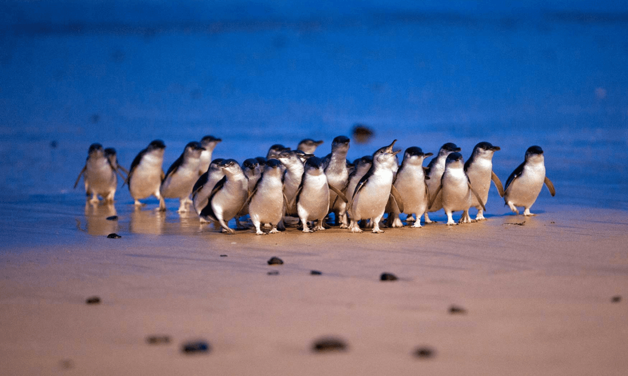 Phillip Island with Penguin Parade Eco Tour - تصویر اصلی