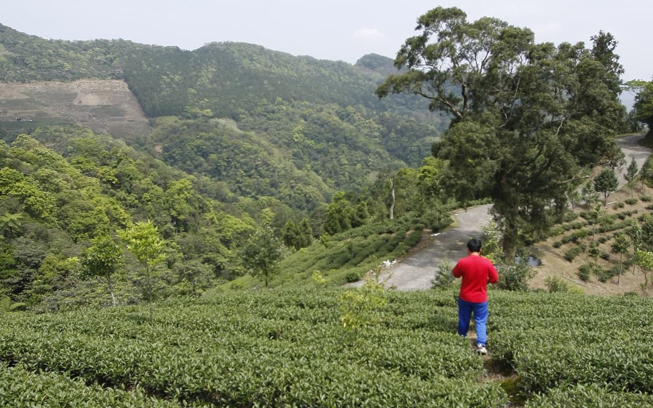 Thousand Island Lake and Pinglin Tea Plantation Tour - تصویر 4