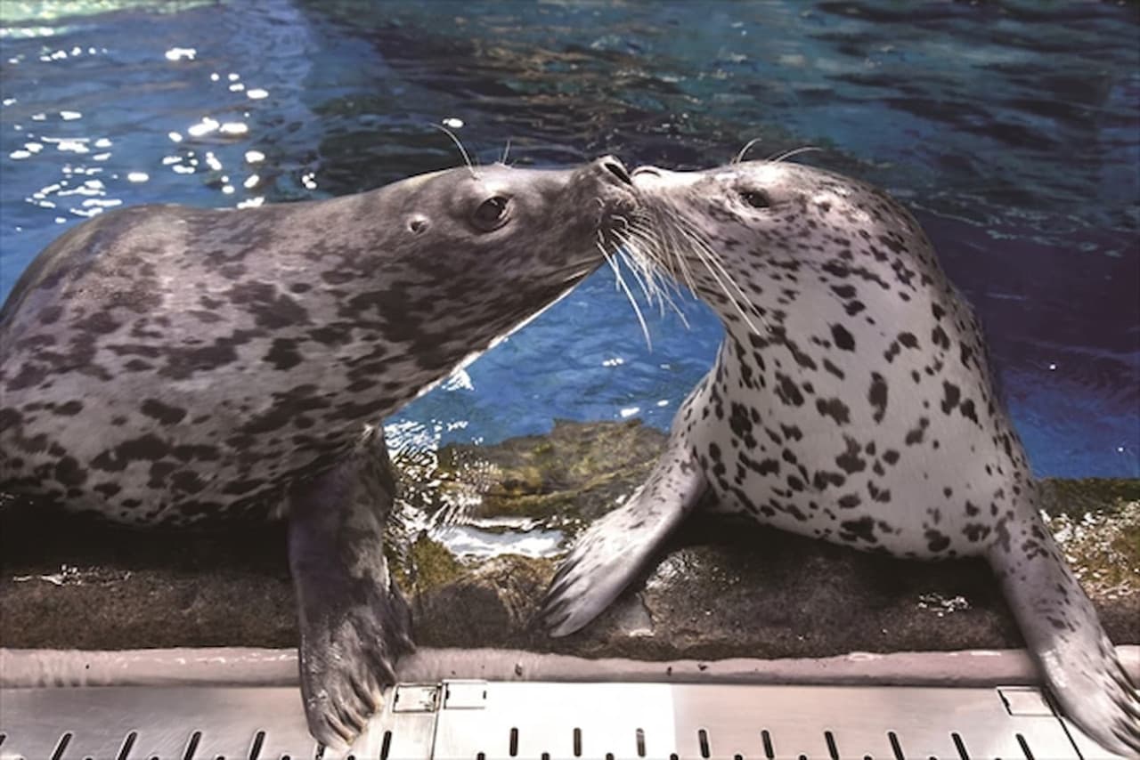 Enoshima Aquarium Ticket - تصویر 5