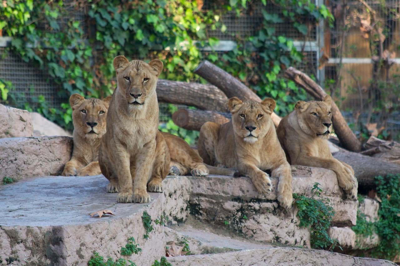 Barcelona Zoo - تصویر اصلی