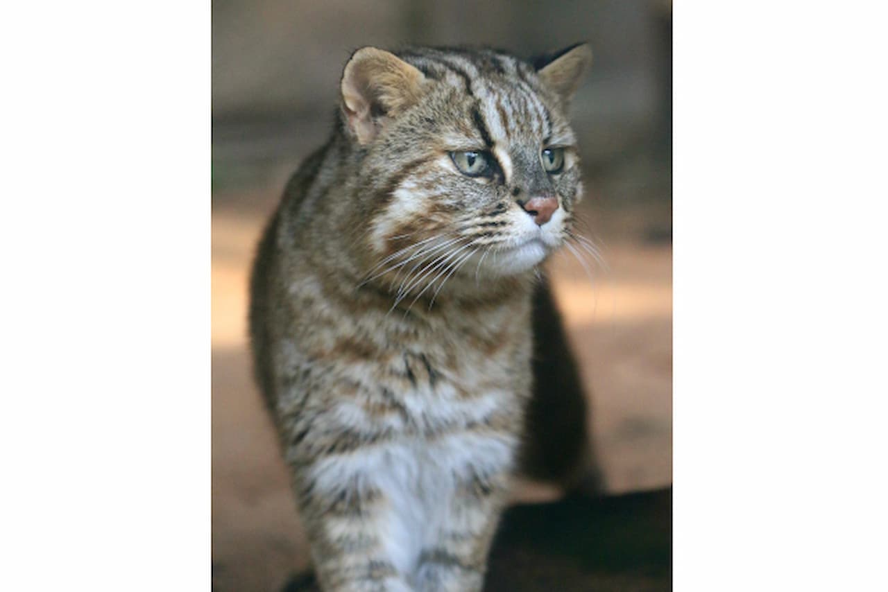 Okinawa Zoo & Museum Ticket - تصویر 3