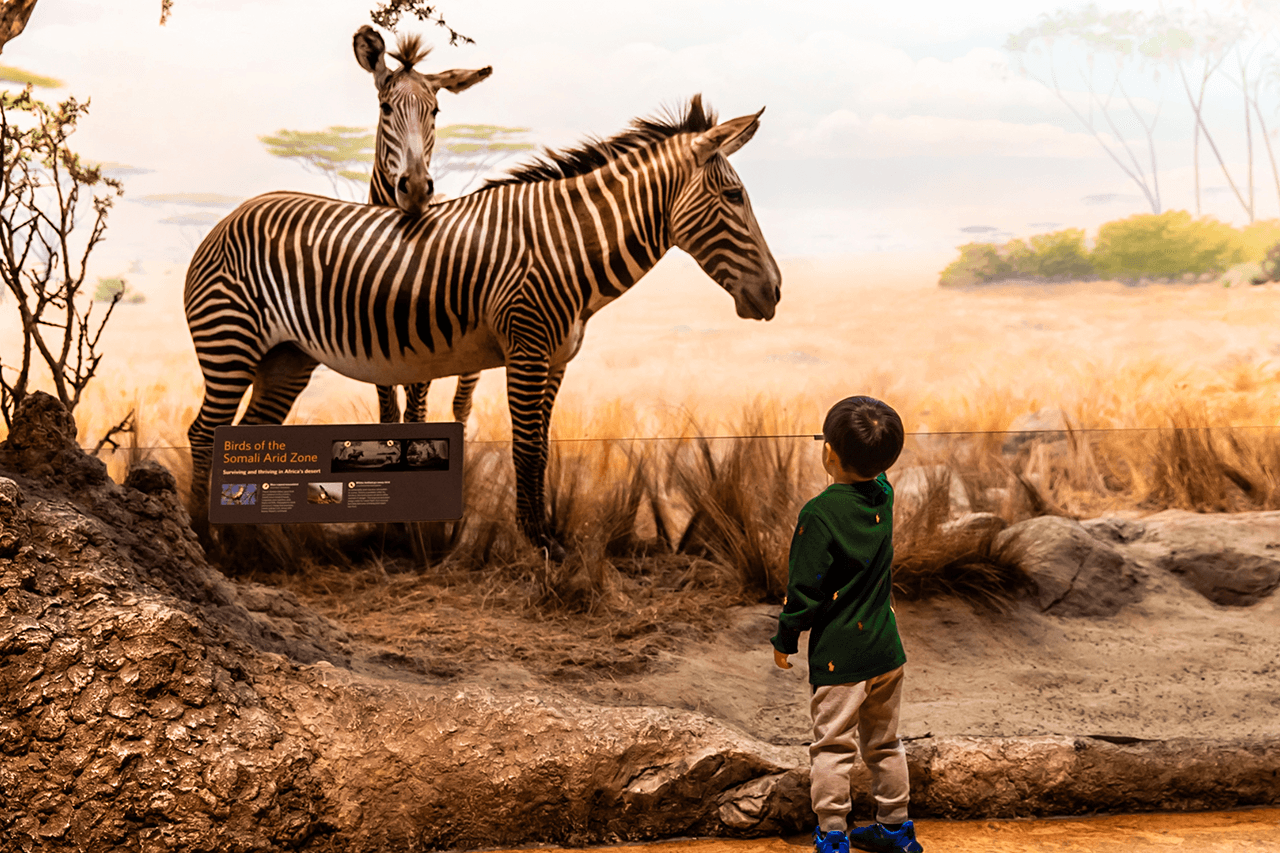 California Academy of Sciences Ticket - تصویر 12