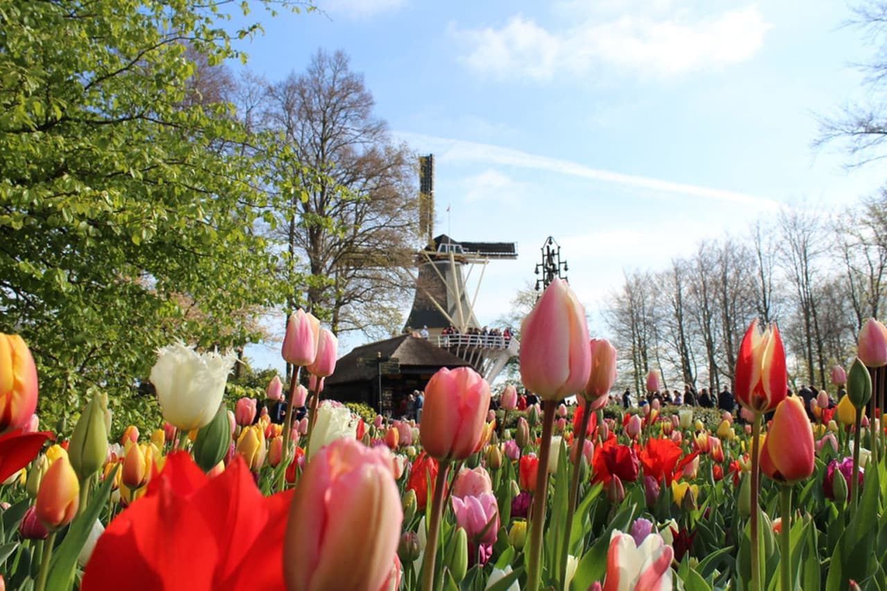 Keukenhof Gardens Ticket with Round Trip Bus Transfer from Amsterdam - تصویر 4