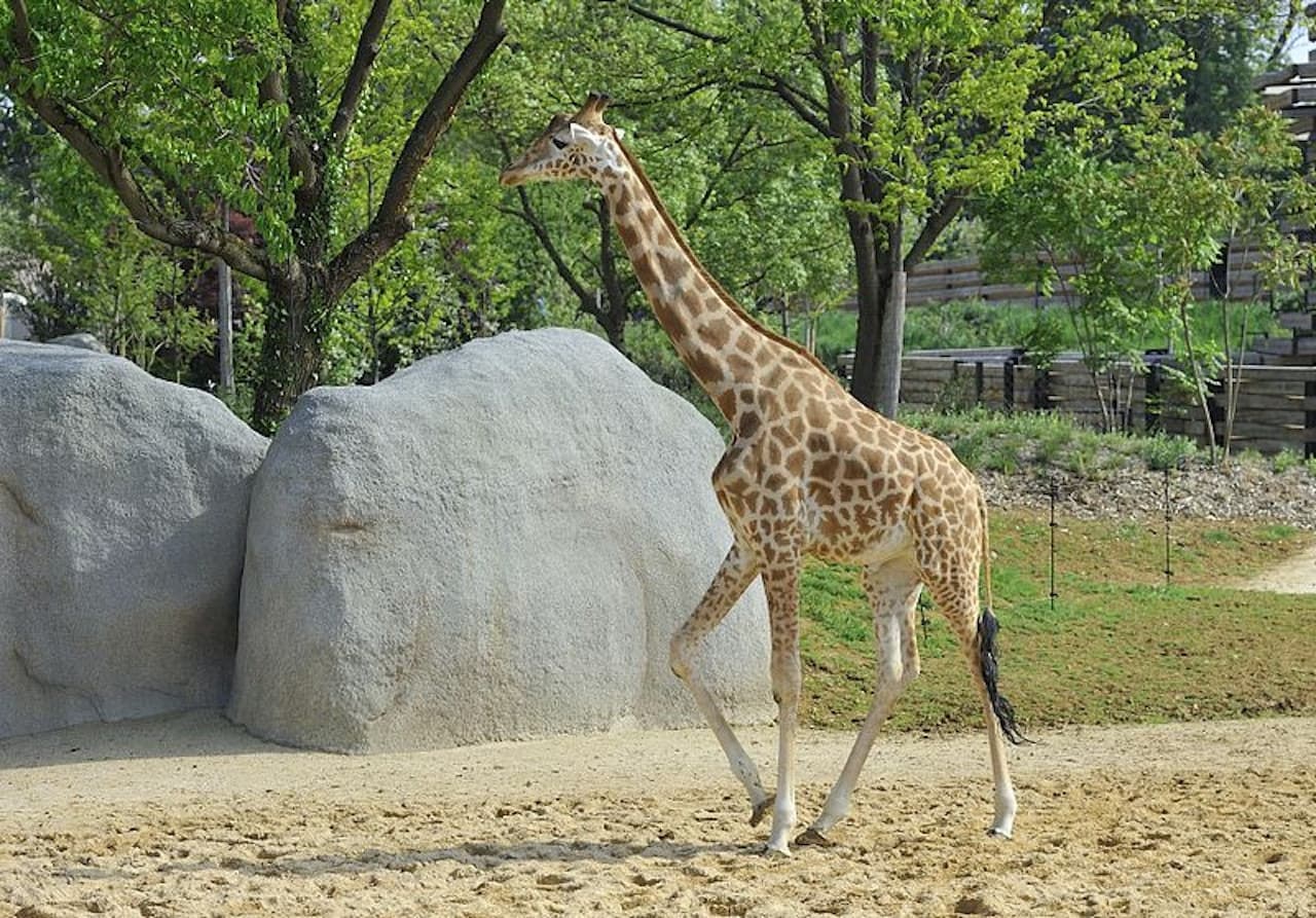 Paris Zoo (Parc Zoologique de Paris) - تصویر 4