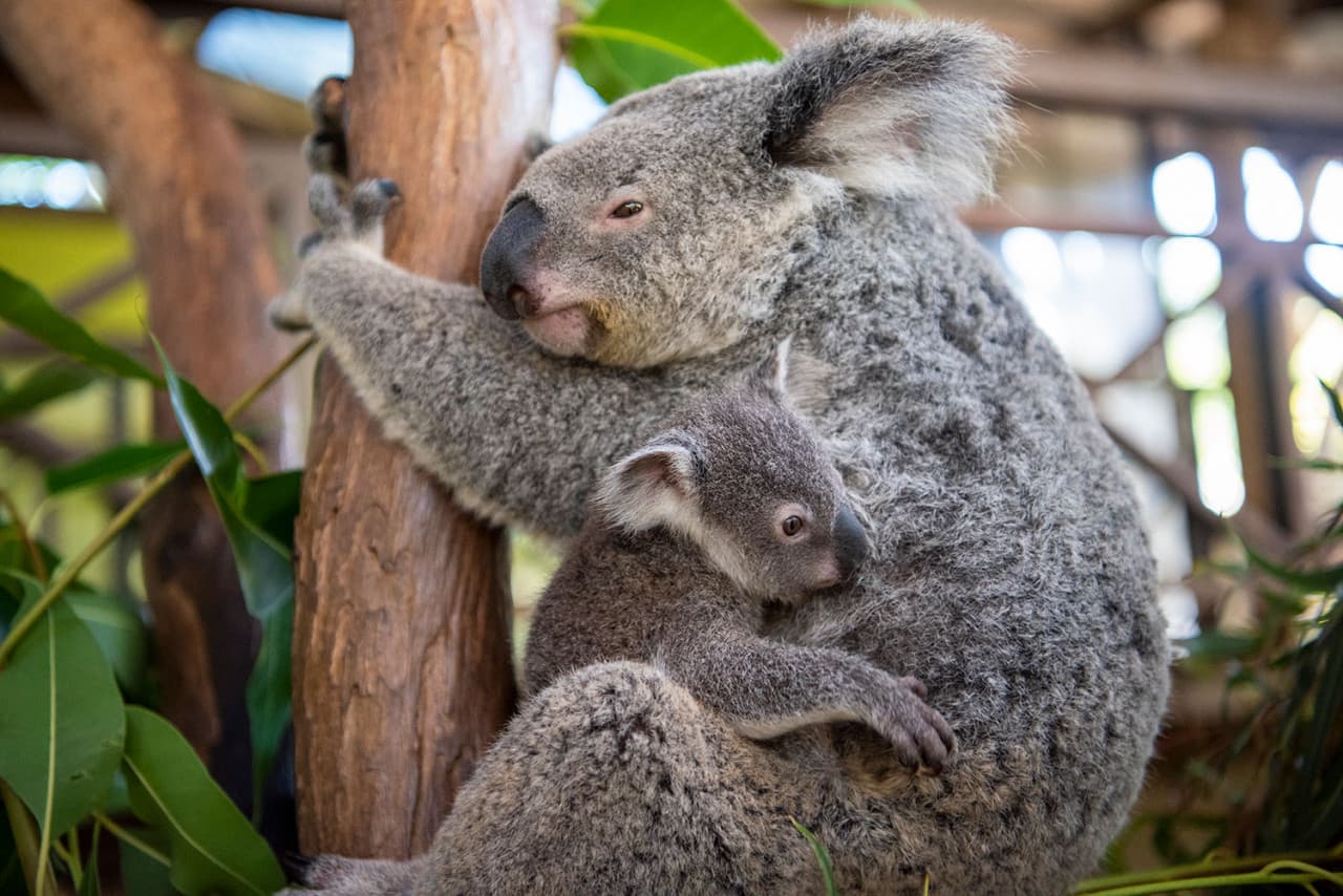 Kuranda Rainforestation Nature Park Full-Day Tour from Cairns with Skyrail Rainforest Cableway - تصویر 10