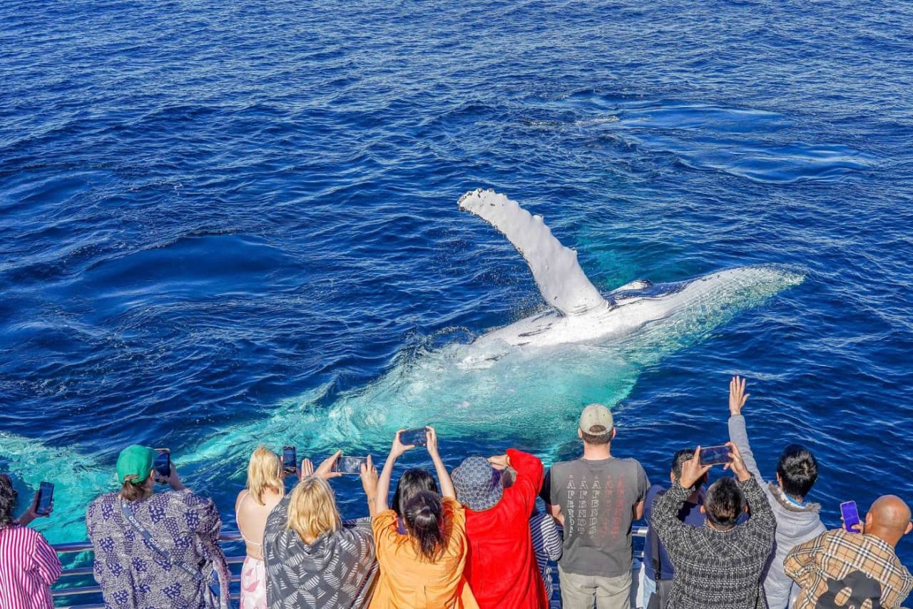 Gold Coast Whale Watching Cruise aboard Sea World Cruises - تصویر 4