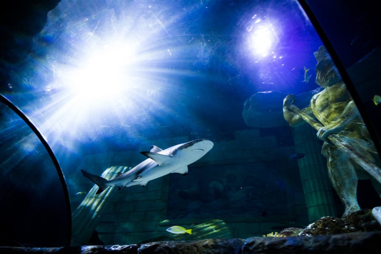 SEA LIFE Porto Ticket - تصویر 5
