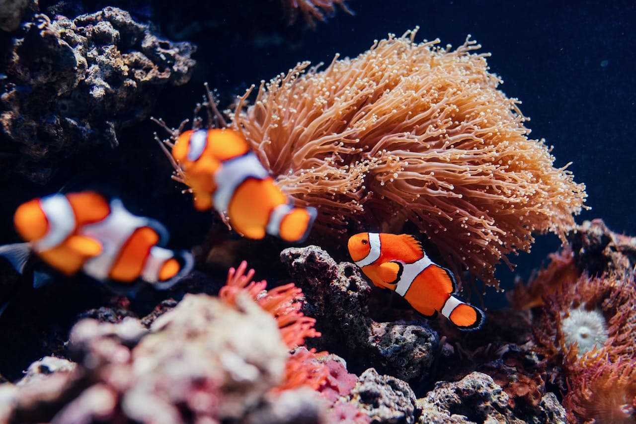 Oceanário de Lisboa Ticket - تصویر 2
