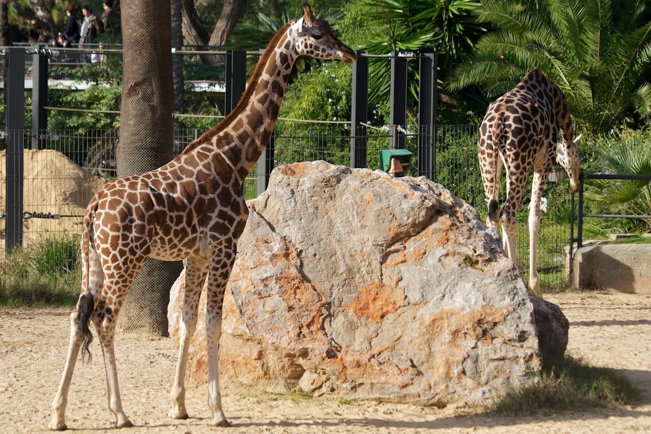 Barcelona Zoo - تصویر 9
