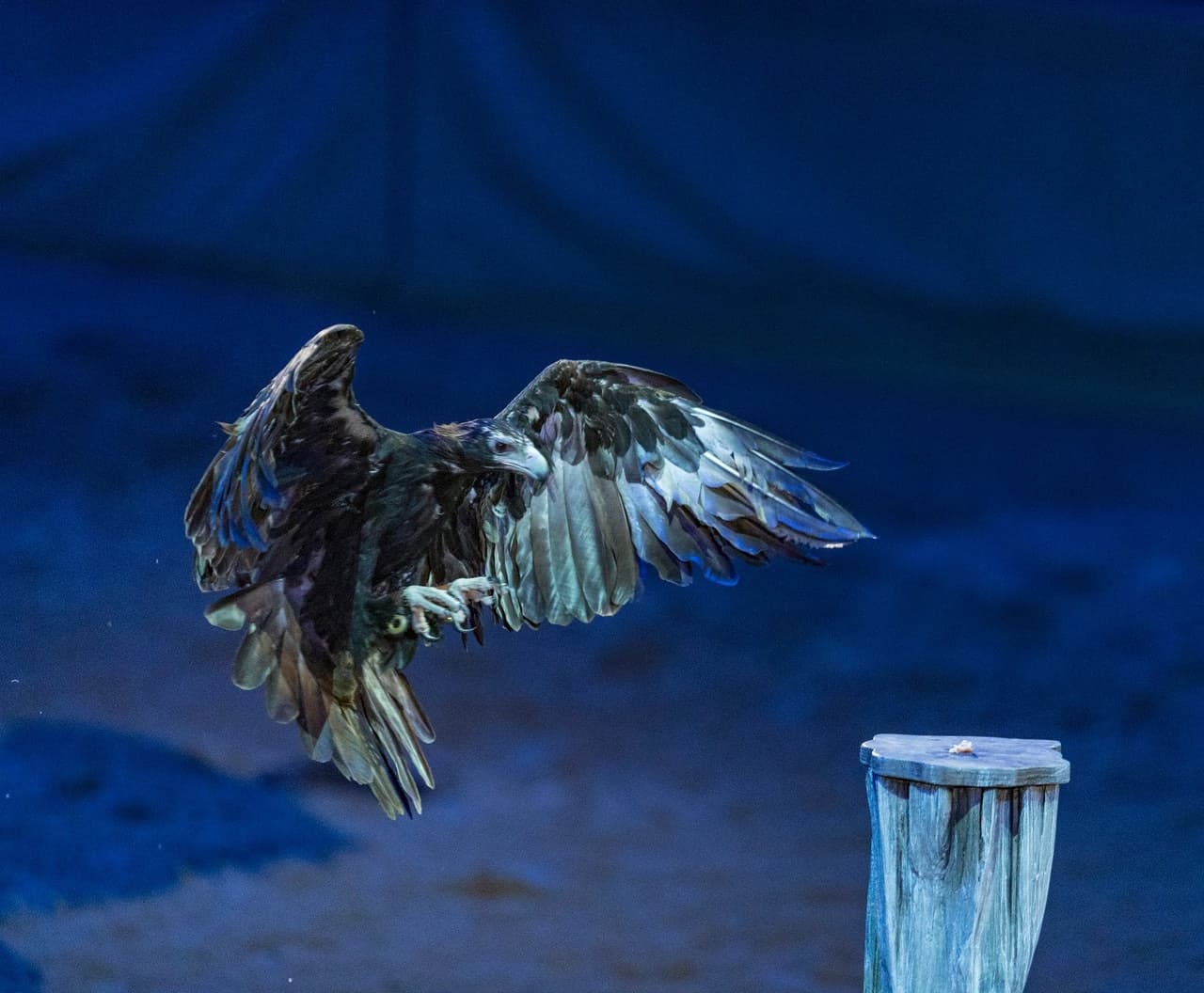 Australian Outback Spectacular Dinner Show Ticket - تصویر 9