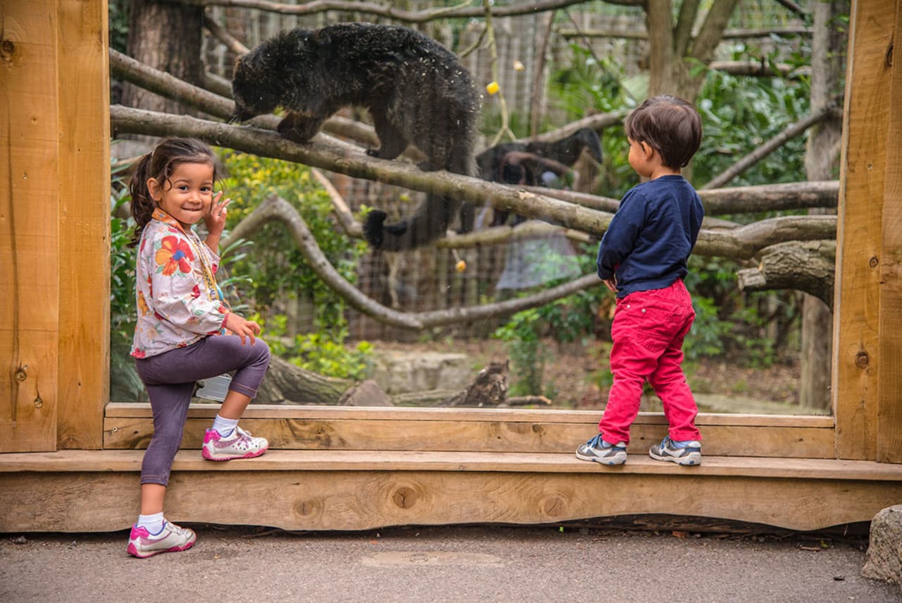 Chessington World of Adventures Ticket - تصویر 20