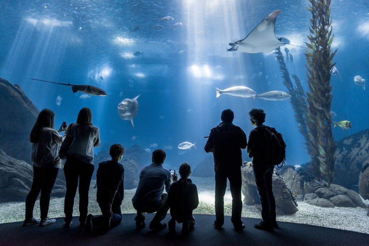 Oceanário de Lisboa Ticket - تصویر 5