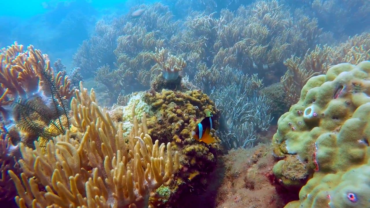 Cham Islands Underwater Walking and Snorkelling Half-Day Tour from Da Nang - تصویر 8