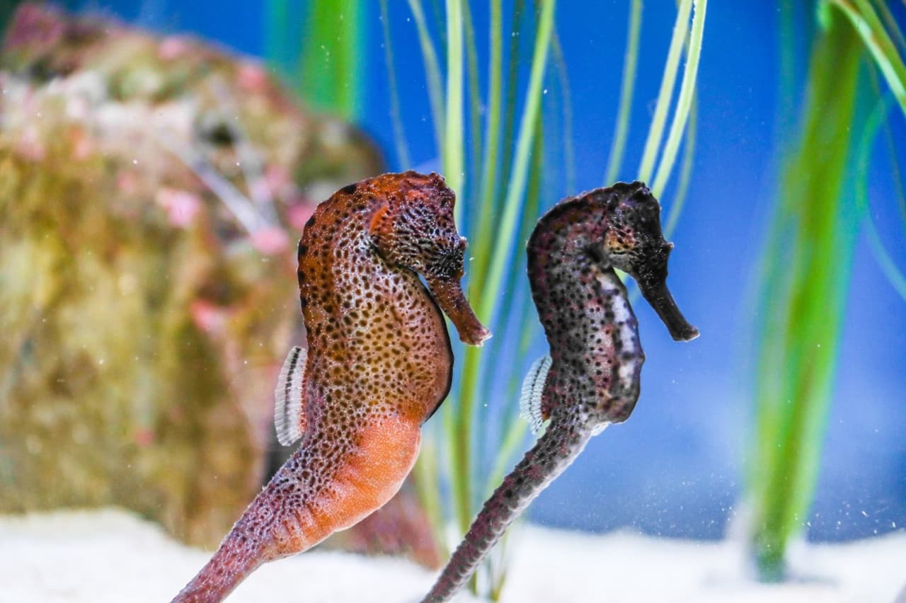 SEA LIFE Konstanz Aquarium Ticket - تصویر 6