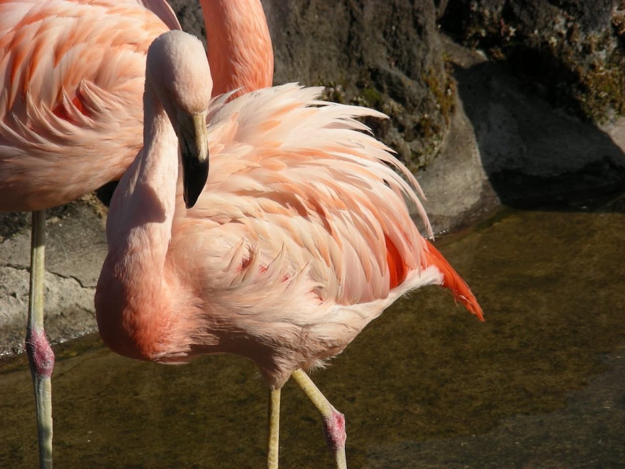 Gunma Safari Park Ticket - تصویر 10